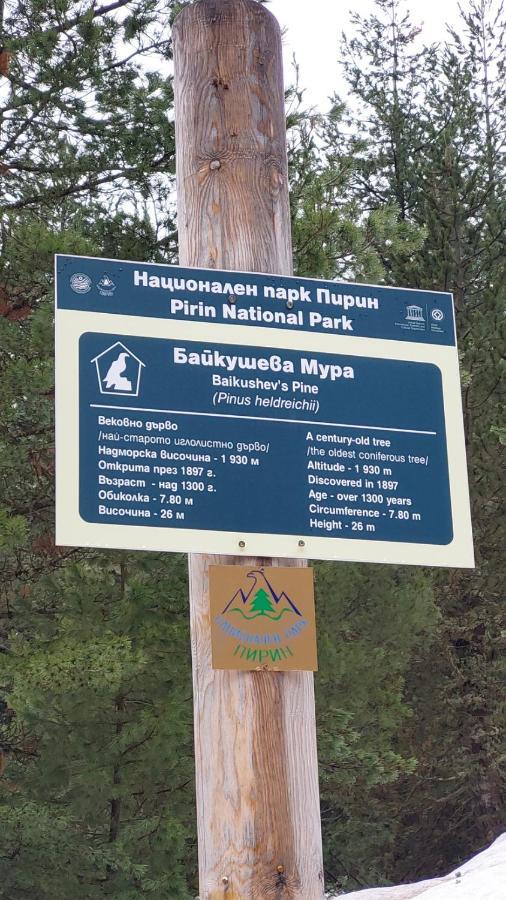 500М. От Лифта Сладък Дом В Белведере Спа Комплекс 班斯科 外观 照片
